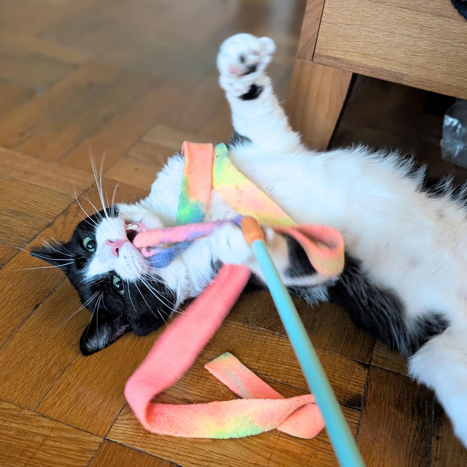 Sylvester Throggs, a Adopted Domestic Short Hair in Brooklyn, NY image 3/3