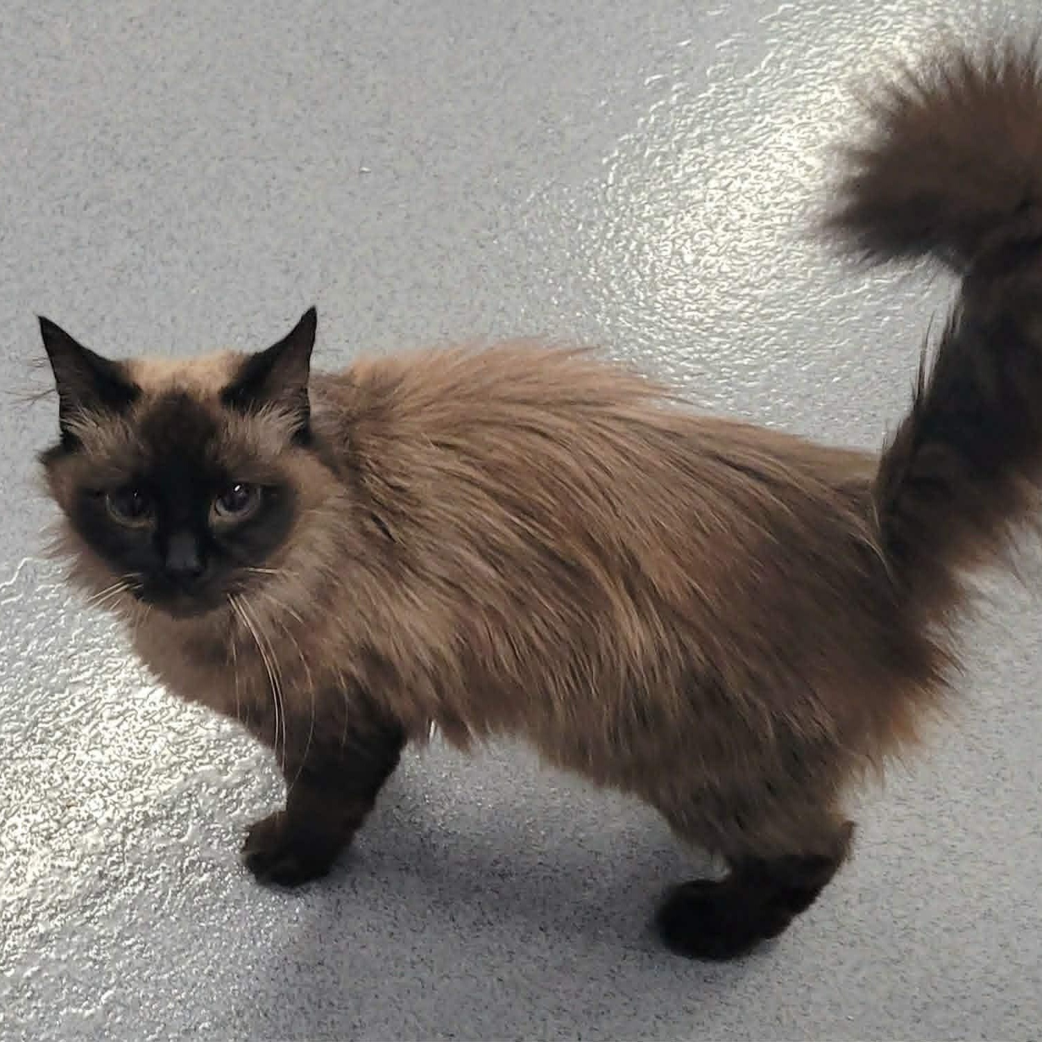 Velvet, Beautiful Petite Girl, ADOPTABLE, Adult Female Balinese.