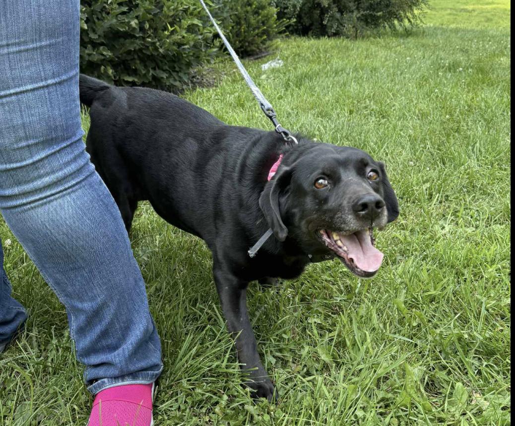 Onyx **Foster Needed**