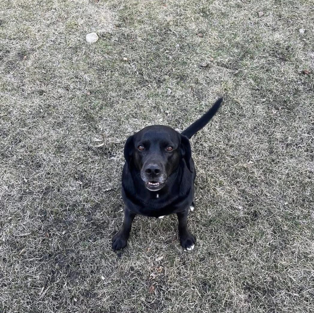 Onyx **Foster Needed**