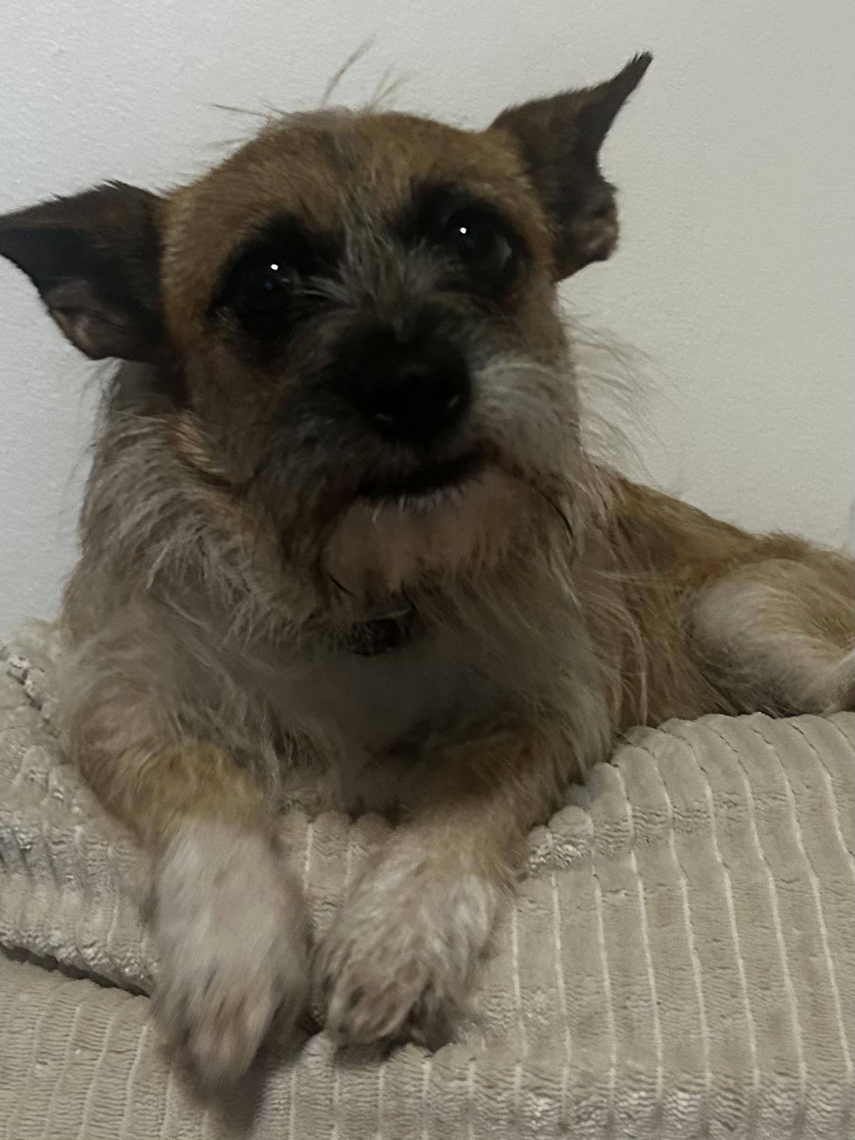 Minnie, ADOPTABLE, Adult Female Rat Terrier & Chihuahua.