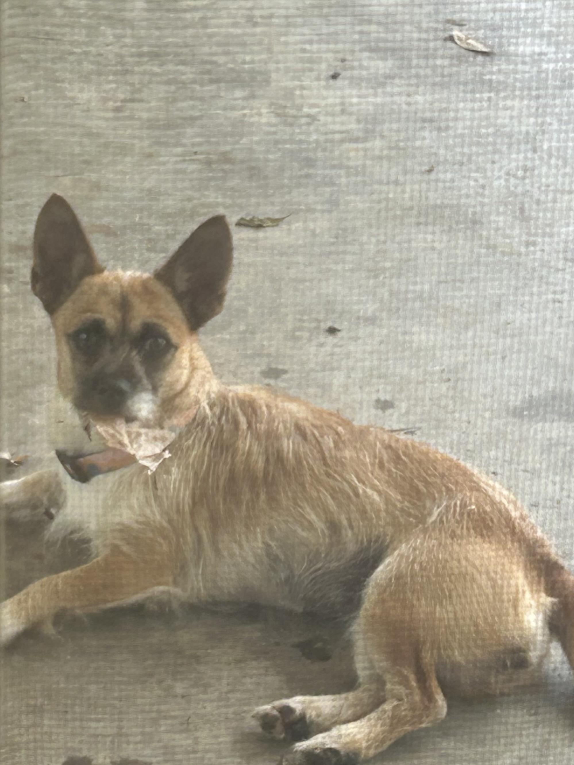 Enlarge Minnie, a ADOPTABLE mixed breed in Baker, LA image 2/6