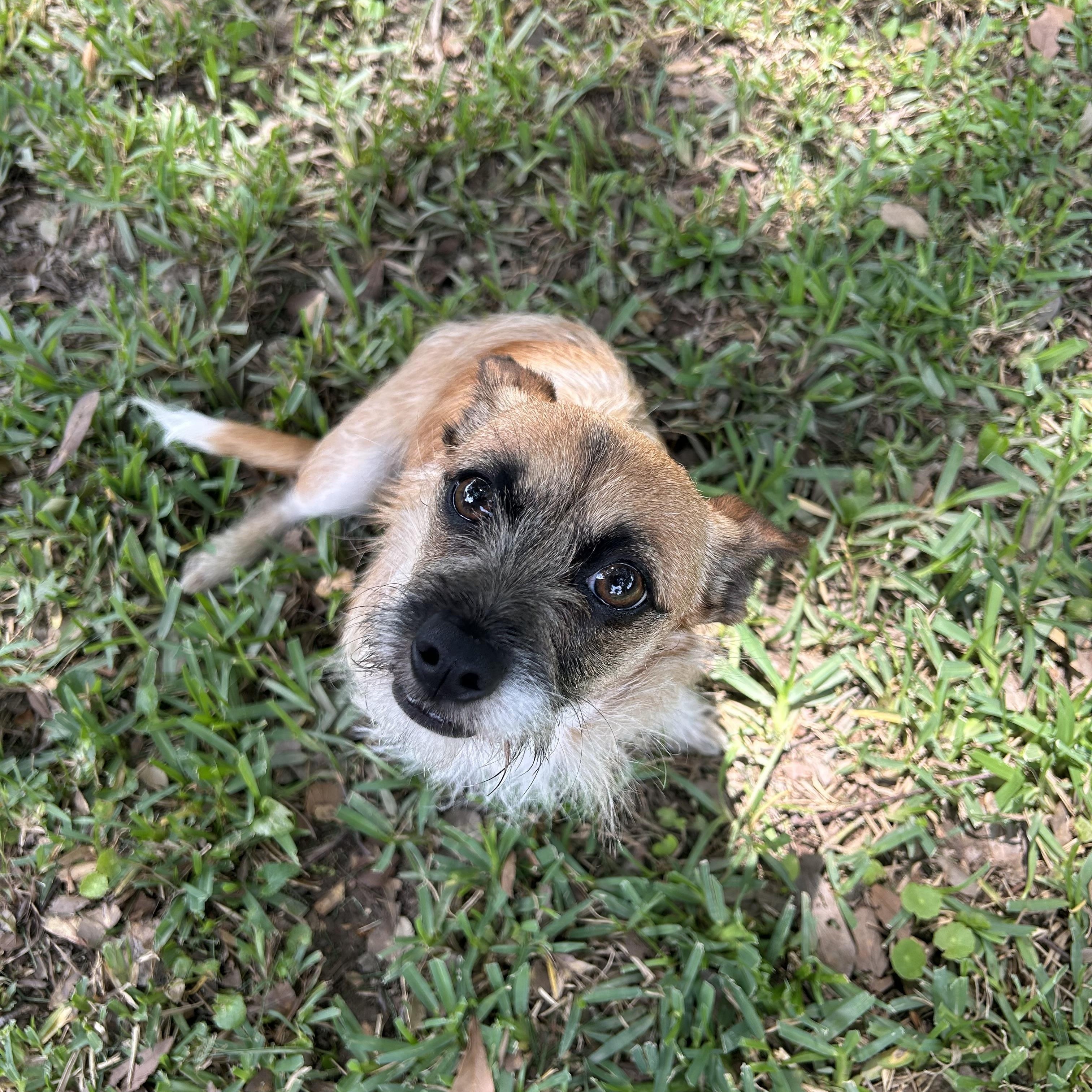 Enlarge Minnie, a ADOPTABLE mixed breed in Baker, LA image 6/6