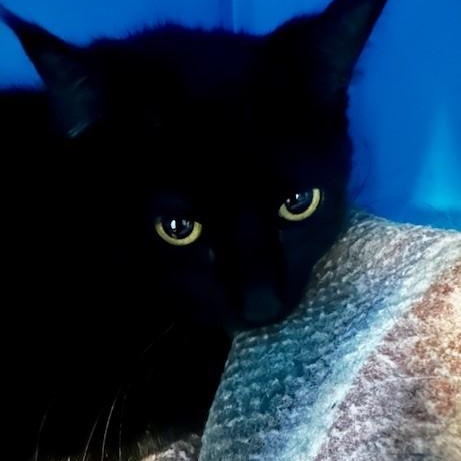 Enlarge Lila - Pretty and Shy, an adopted Bombay in Hoquiam, WA image 4/4