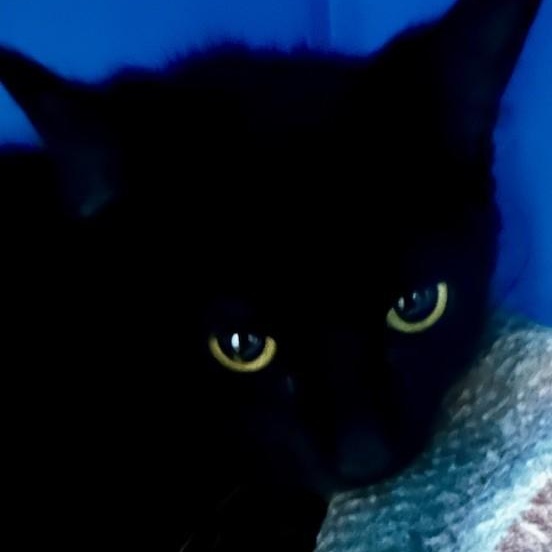 Enlarge Lila - Pretty and Shy, an adopted Bombay in Hoquiam, WA image 3/4