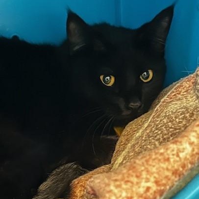 Enlarge Lila - Pretty and Shy, an adopted Bombay in Hoquiam, WA image 1/4