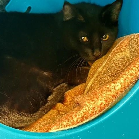 Enlarge Lila - Pretty and Shy, an adopted Bombay in Hoquiam, WA image 2/4