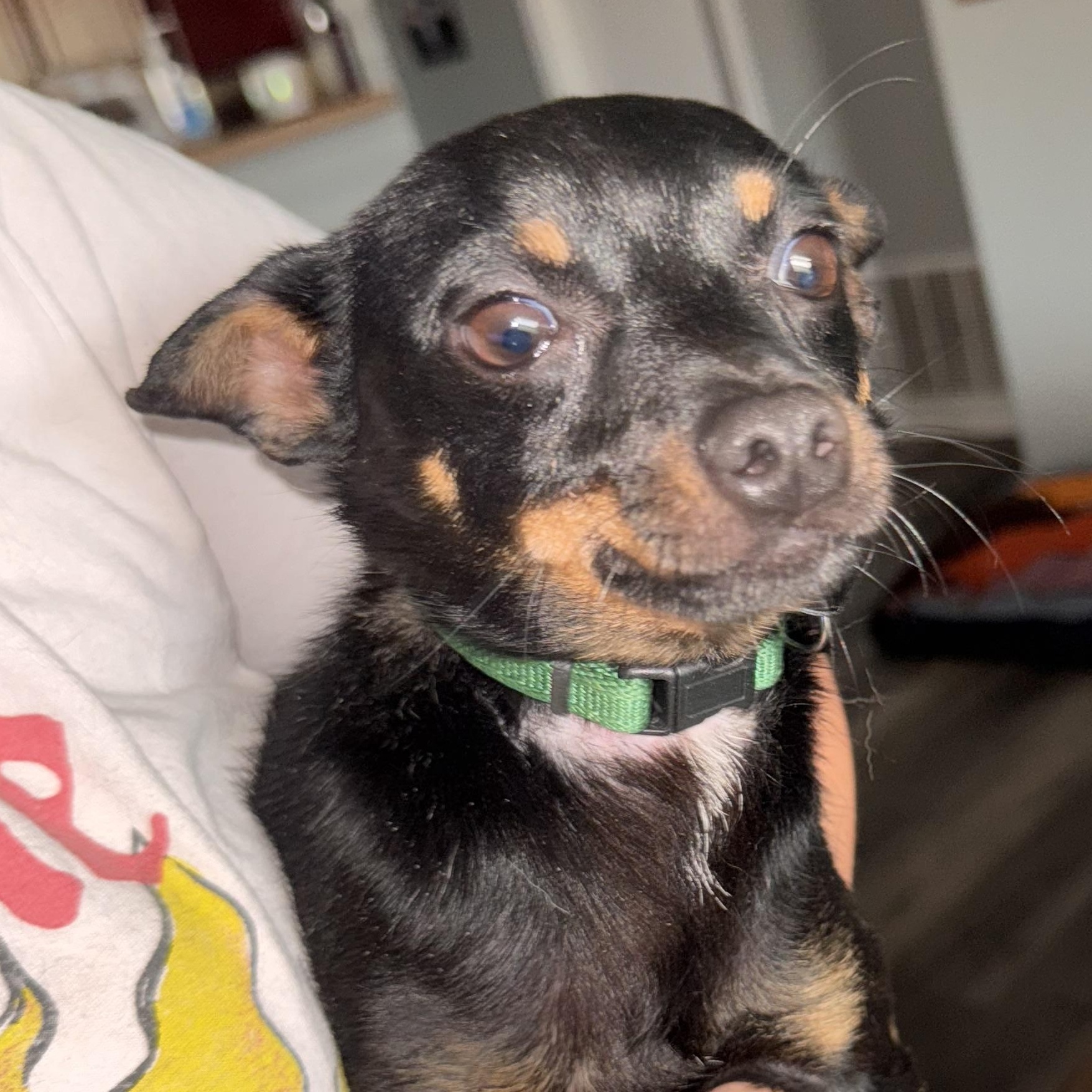 Chico Bean, Adopted, Young Male Chihuahua.