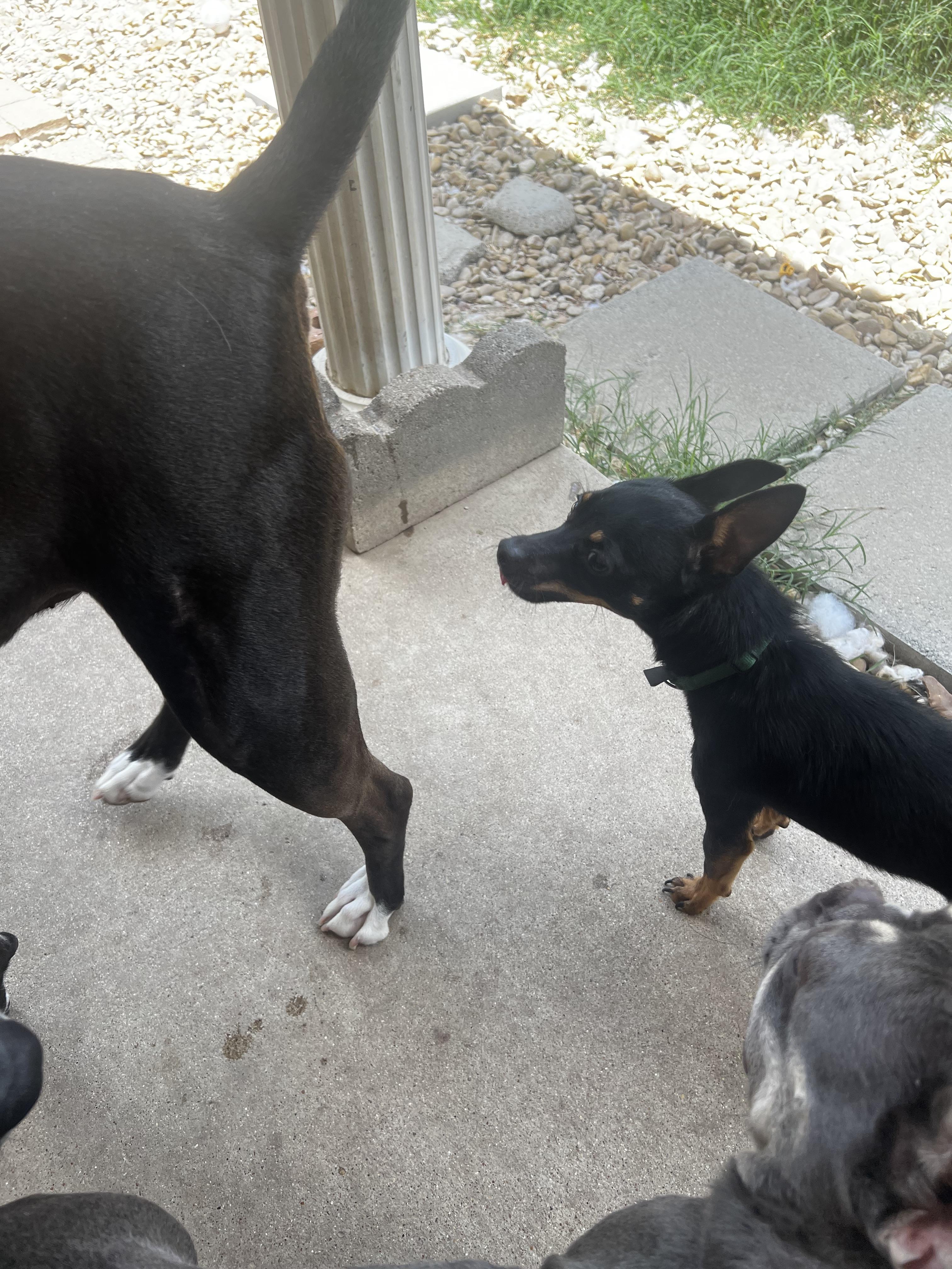 Enlarge Chico Bean, a Adopted Chihuahua in Temple, TX image 2/3