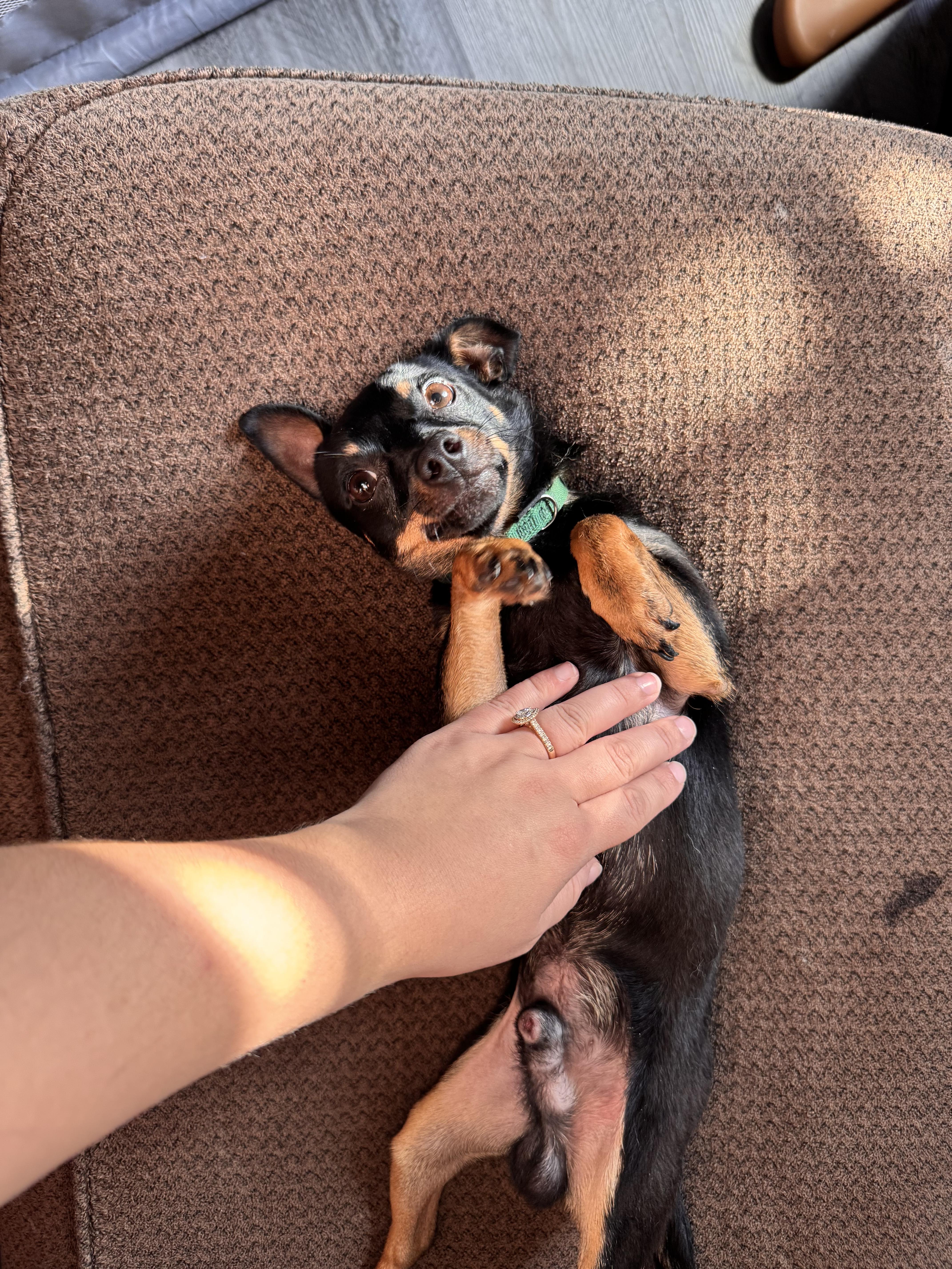 Enlarge Chico Bean, a Adopted Chihuahua in Temple, TX image 3/3