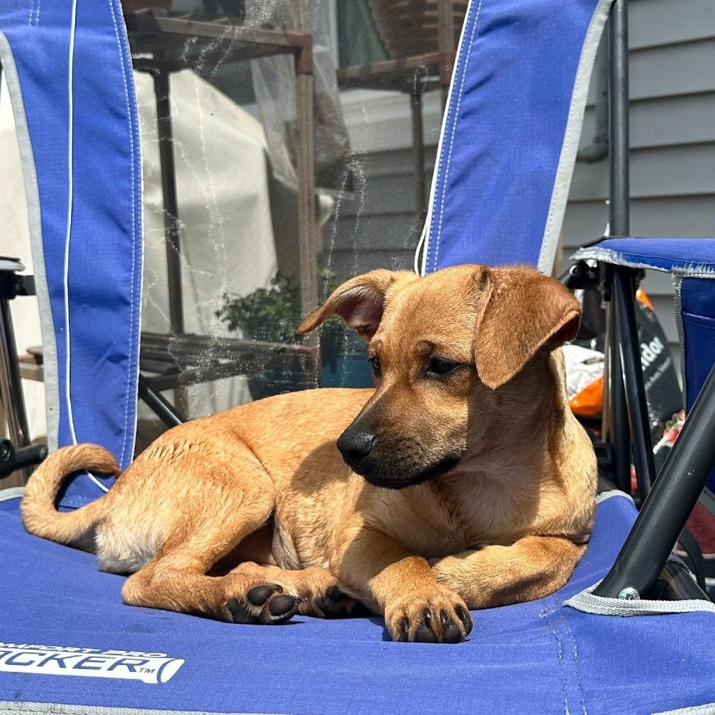 Enlarge Marina, a Adoptable mixed breed in Tomah, WI image 2/6