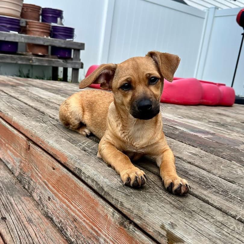 Enlarge Marina, a Adoptable mixed breed in Tomah, WI image 3/6