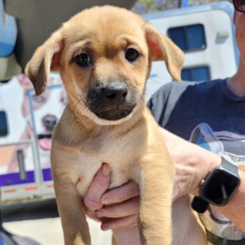 Enlarge Marina, a Adoptable mixed breed in Tomah, WI image 5/6