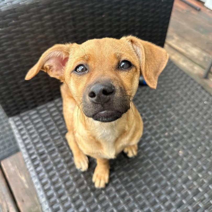 Enlarge Marina, a Adoptable mixed breed in Tomah, WI image 6/6
