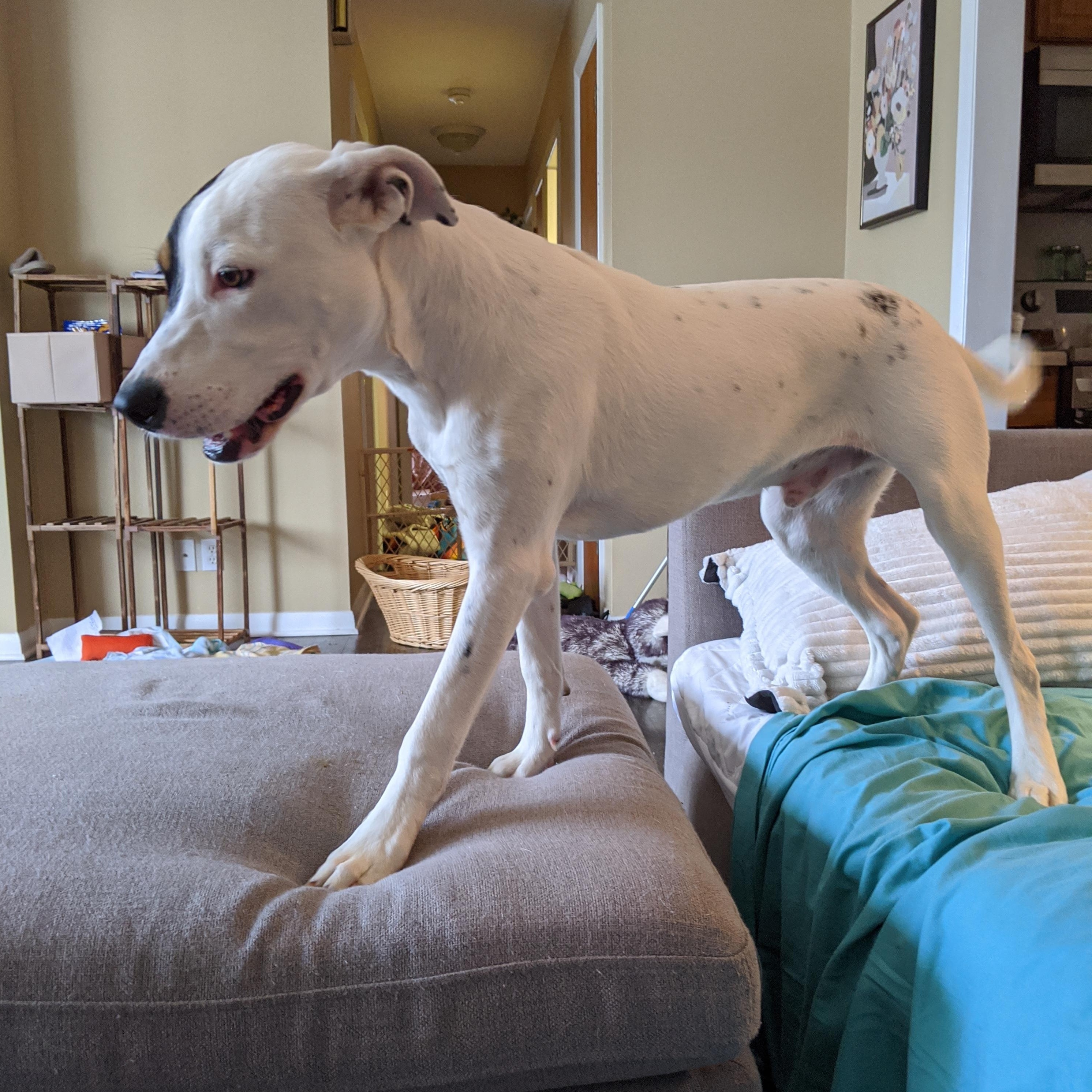 Taters, Adopted, Young Male Labrador Retriever.