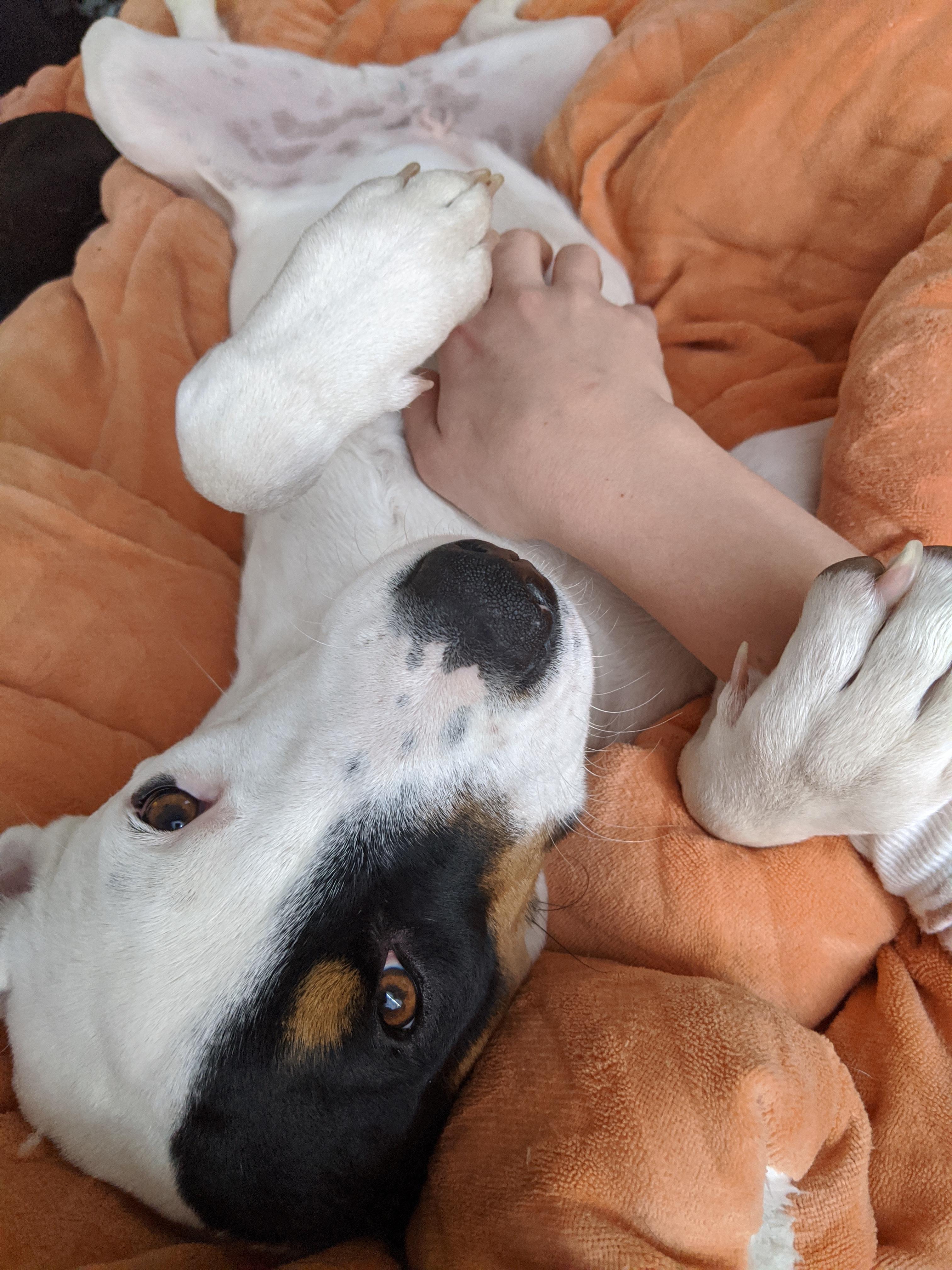 Enlarge Taters, a Adopted mixed breed in Elkhorn, WI image 2/4