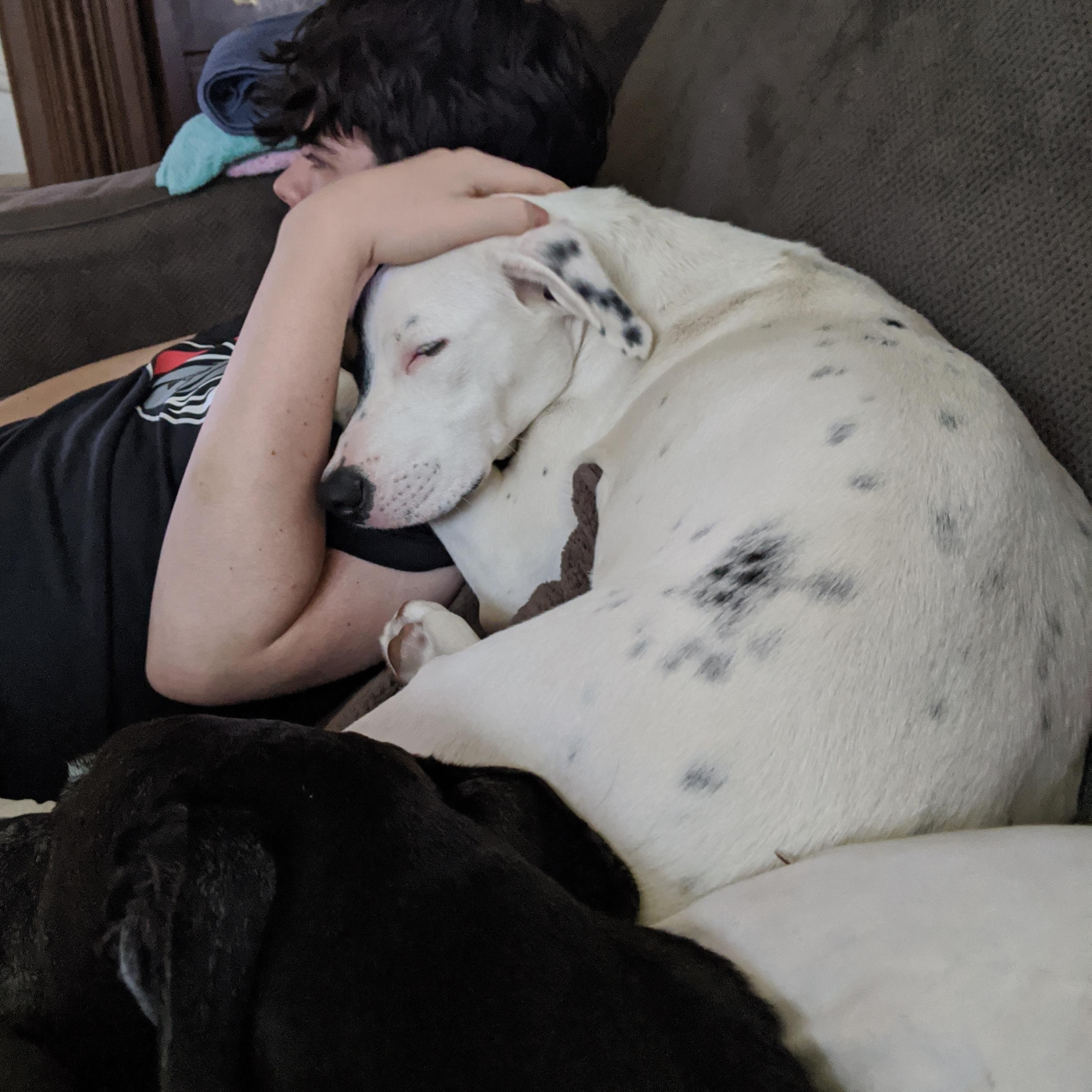 Enlarge Taters, a Adopted mixed breed in Elkhorn, WI image 3/4