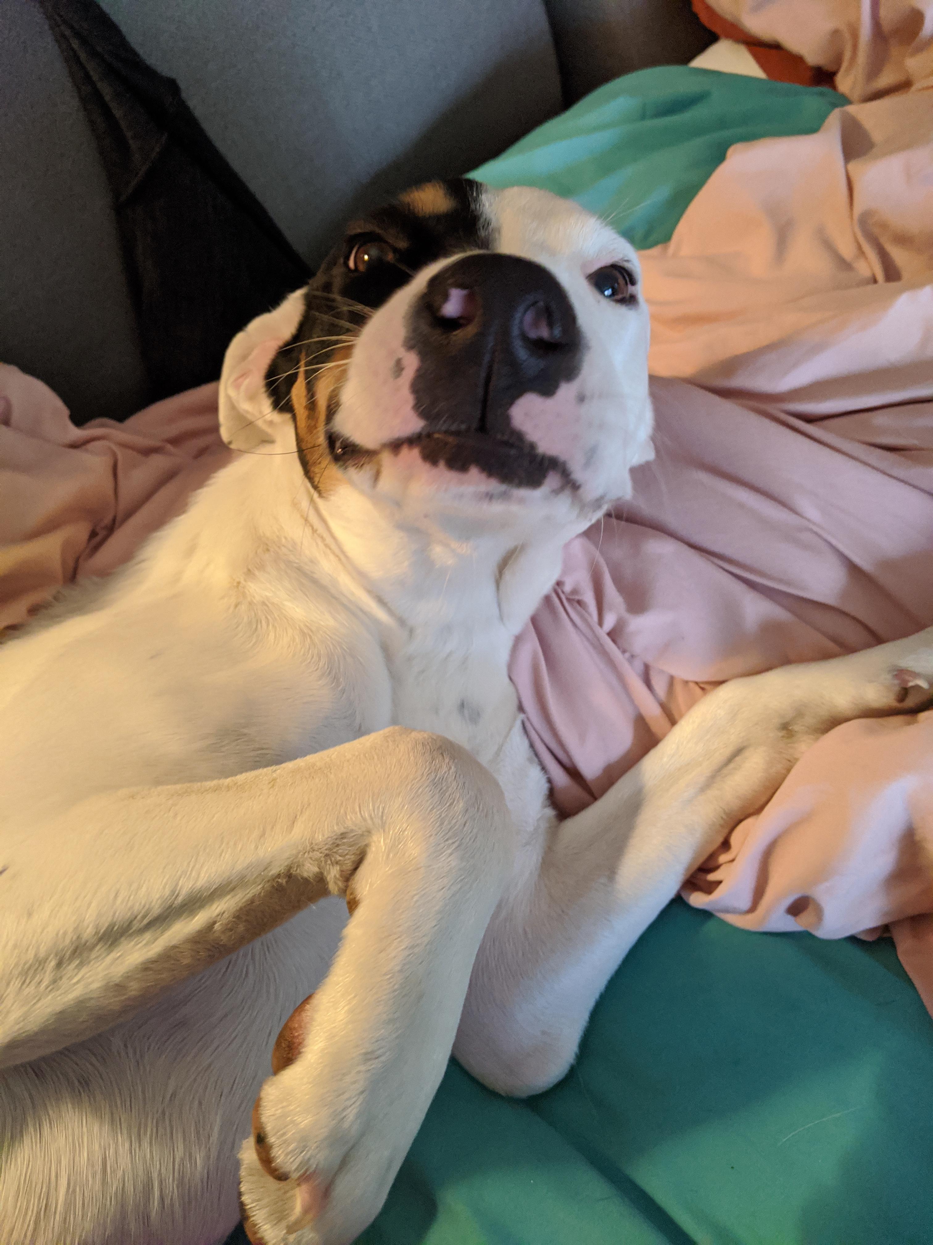 Enlarge Taters, a Adopted mixed breed in Elkhorn, WI image 4/4