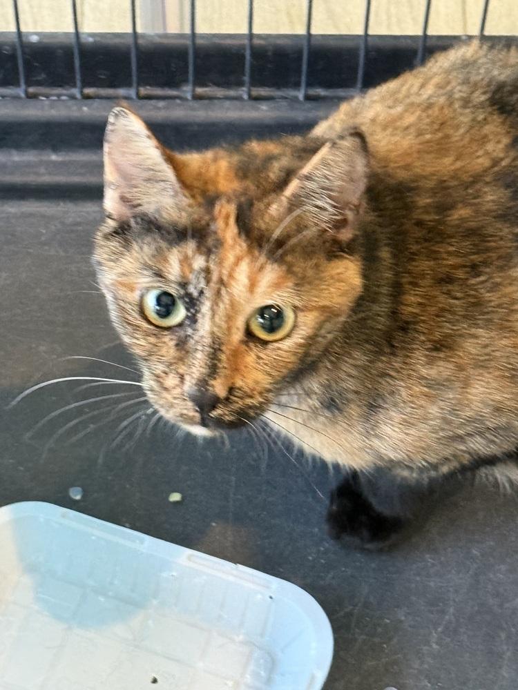 Enlarge Mosaic, a Adoptable mixed breed in Vienna , VA image 1/1