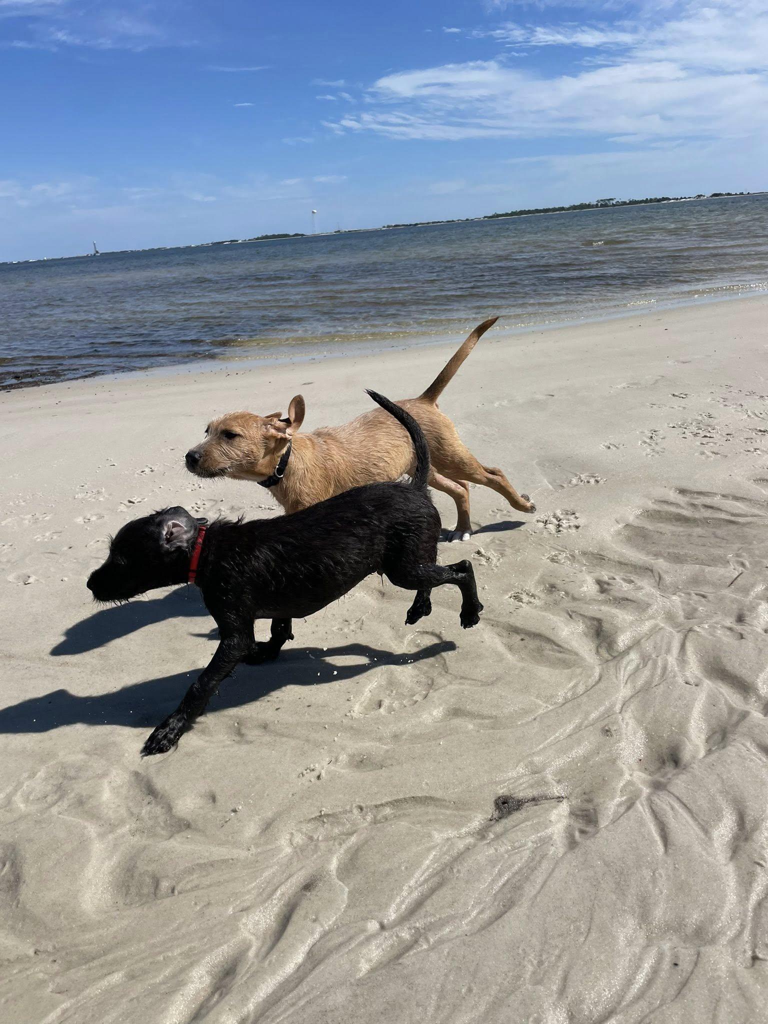 Max, a Adoptable mixed breed in Gulf Breeze, FL image 1/4