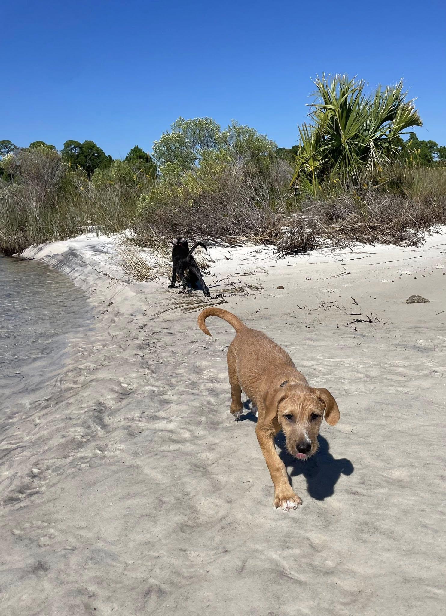 Max, a Adoptable mixed breed in Gulf Breeze, FL image 2/4