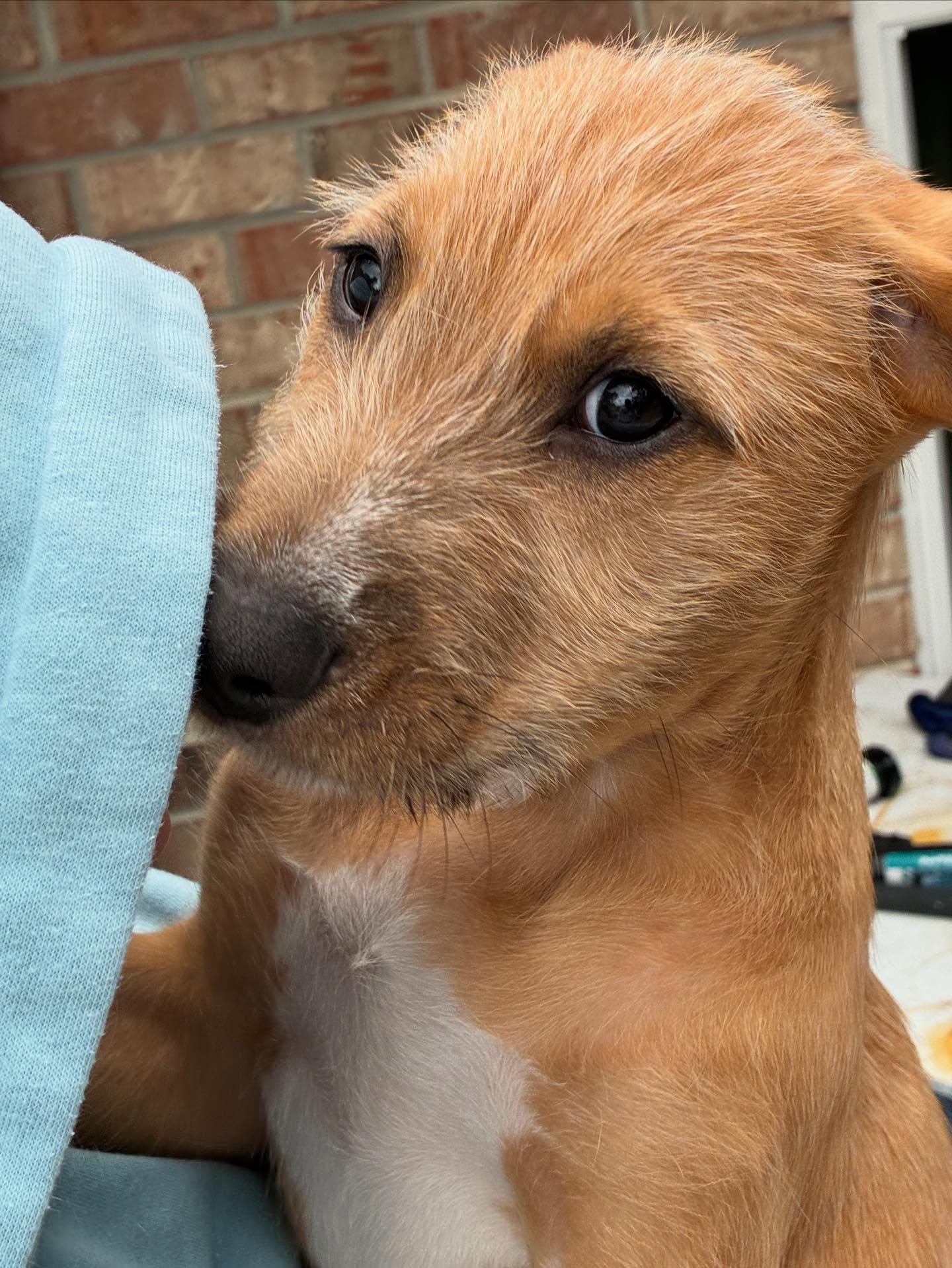 Max, a Adoptable mixed breed in Gulf Breeze, FL image 3/4