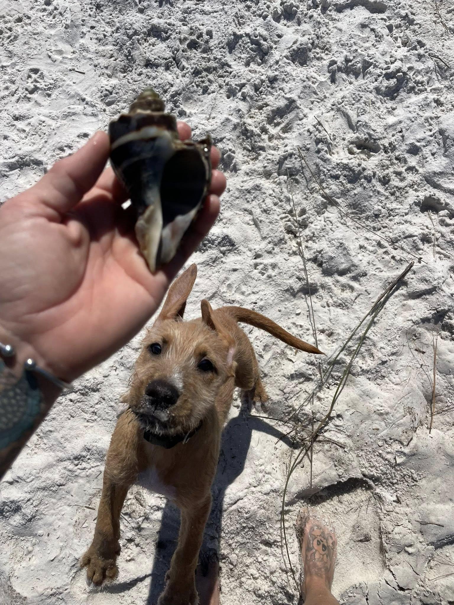 Max, a Adoptable mixed breed in Gulf Breeze, FL image 4/4