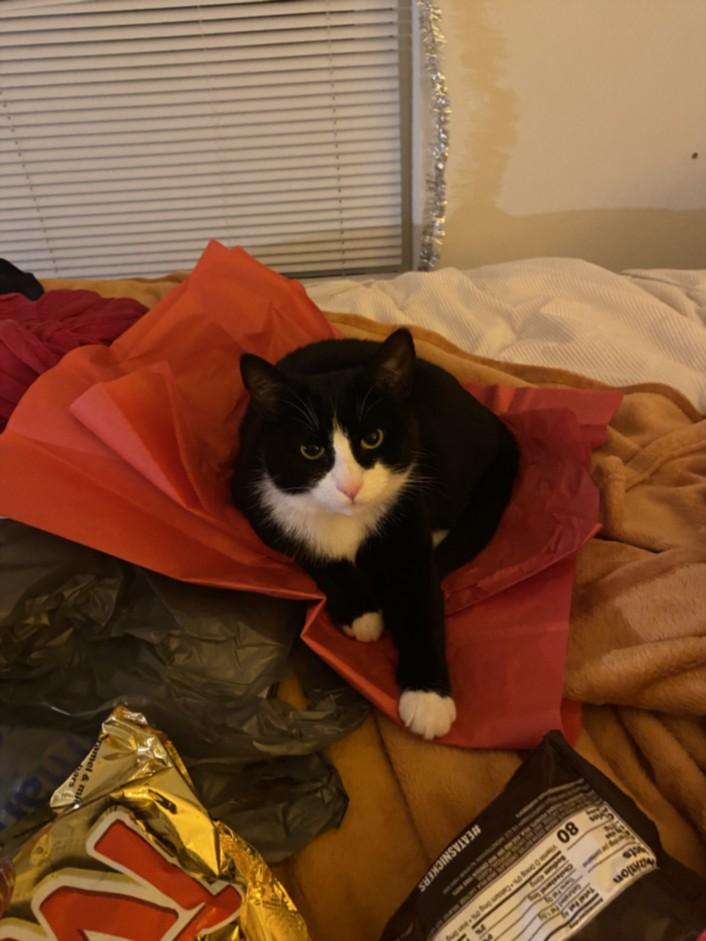 Enlarge TYCHE, a Adoptable Domestic Short Hair in Chapel Hill, NC image 1/1