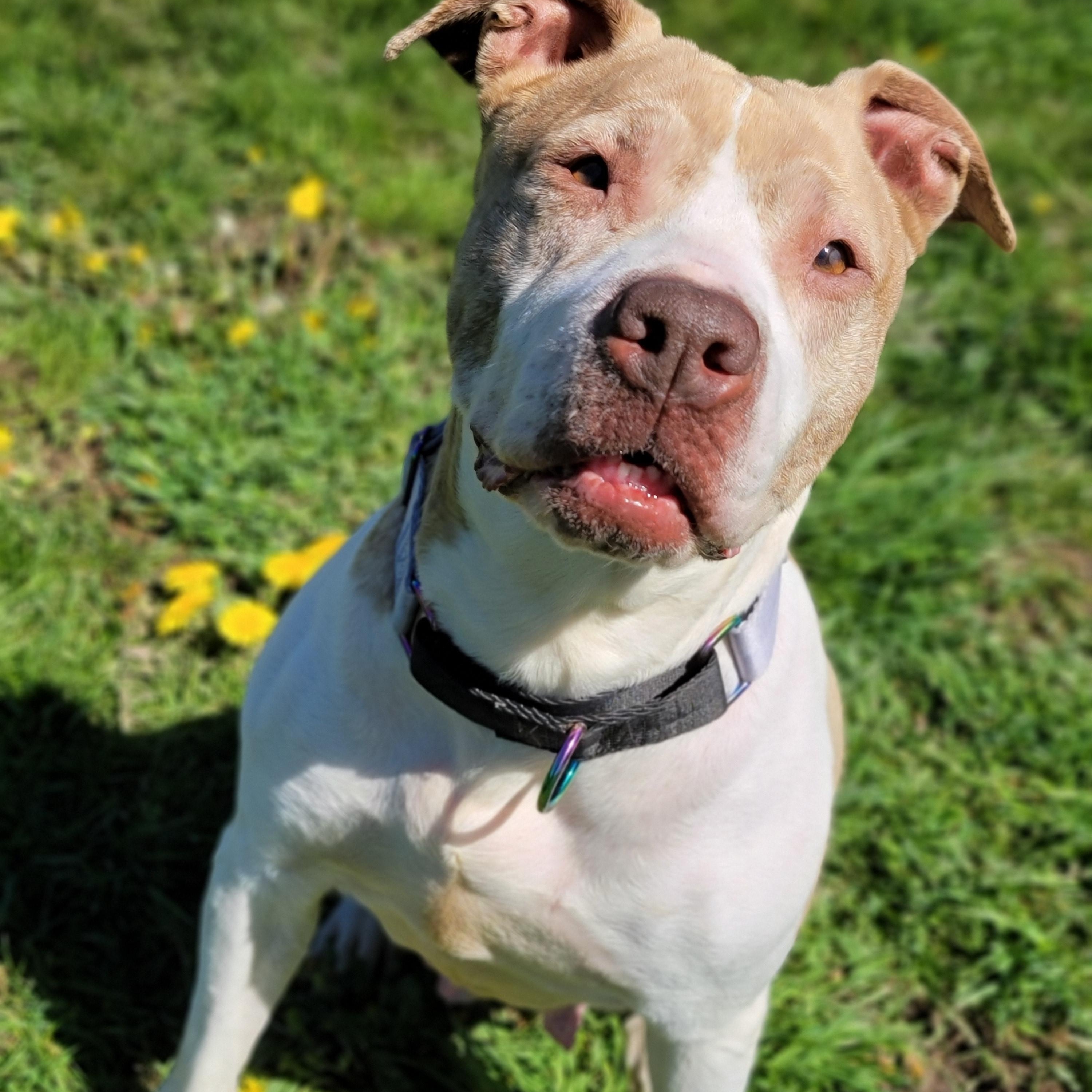 Enlarge Brie, a Adoptable Pit Bull Terrier in Hornell, NY image 1/1
