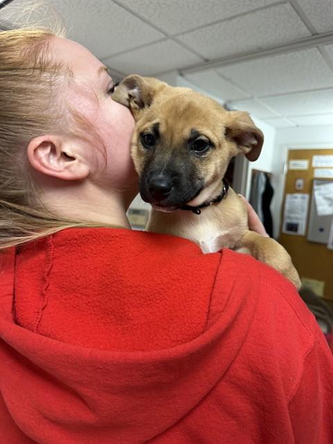 Enlarge KAINE, a Adoptable mixed breed in Brewster, MA image 1/1