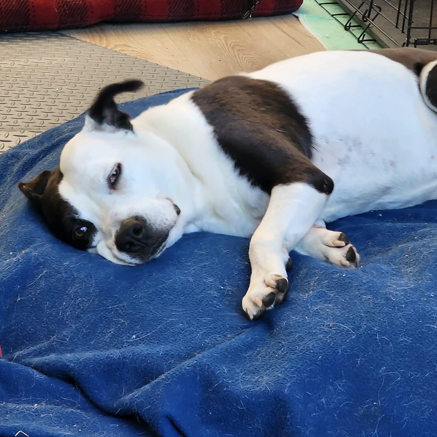 Enlarge Molly, a ADOPTABLE mixed breed in Brentwood, TN image 3/3