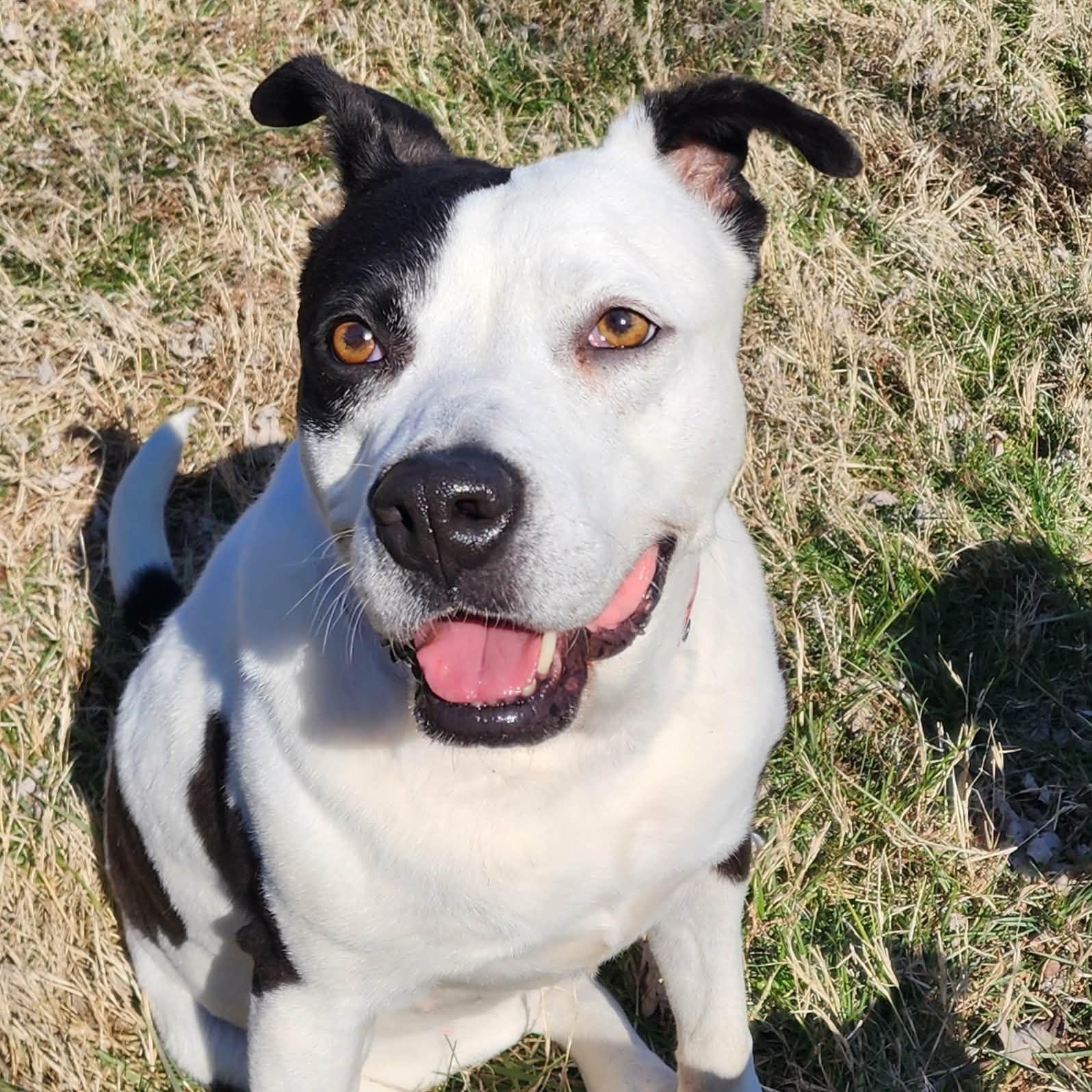 Molly, ADOPTABLE, Adult Female Pit Bull Terrier.