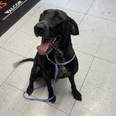 Enlarge Indie, a Adoptable mixed breed in Lexington, NE image 2/2