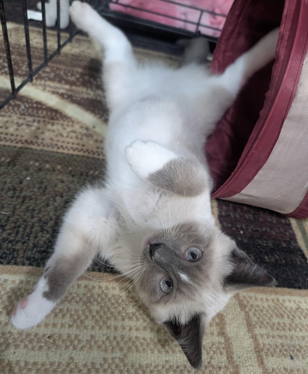 Enlarge Scout, a Adopted Siamese in Blaine, MN image 3/6