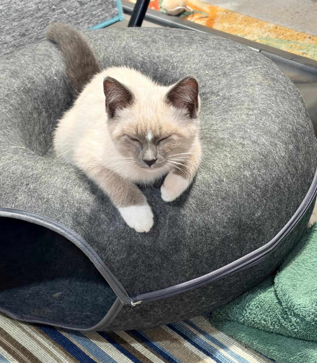 Enlarge Scout, a Adopted Siamese in Blaine, MN image 6/6