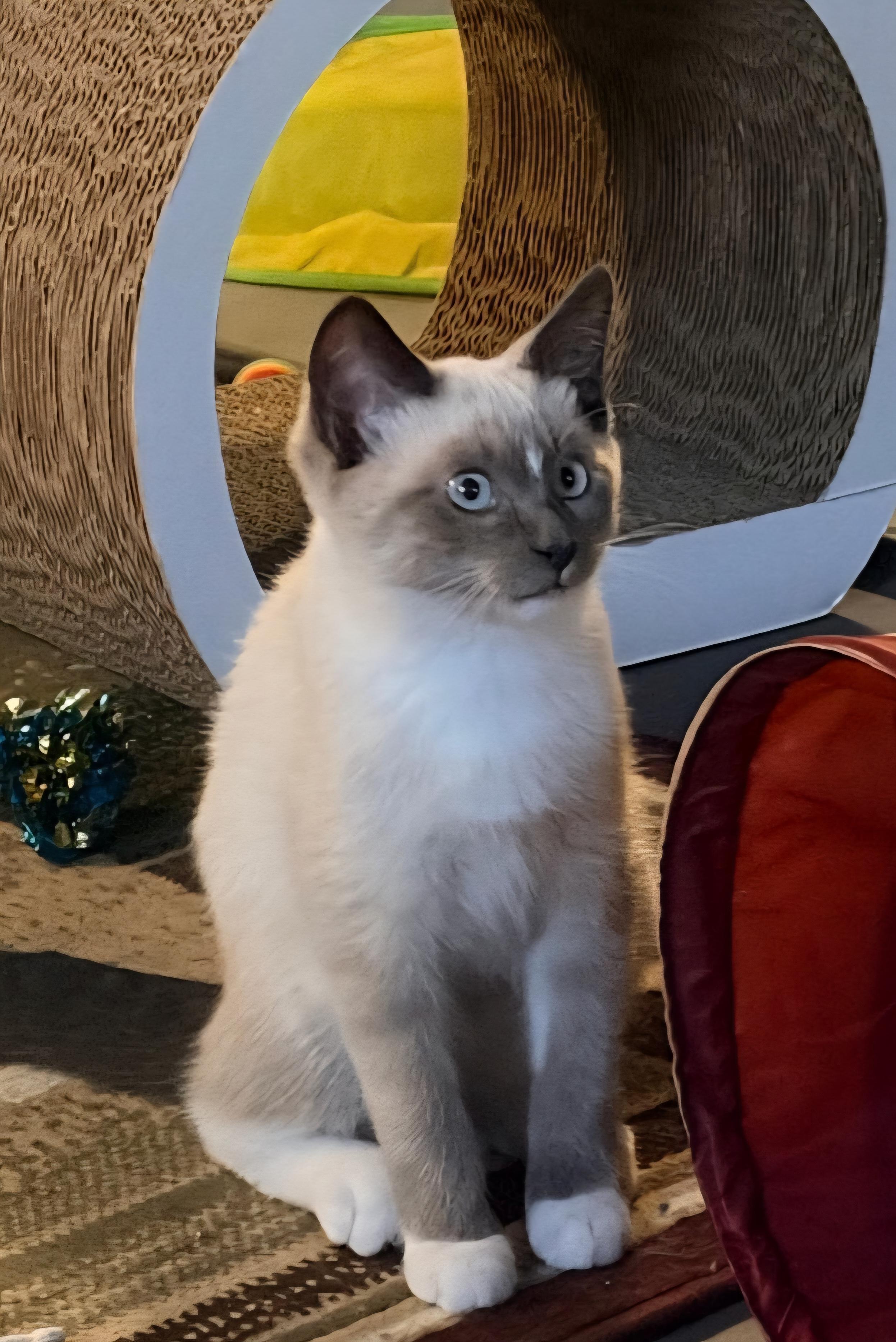 Enlarge Scout, a Adopted Siamese in Blaine, MN image 4/6