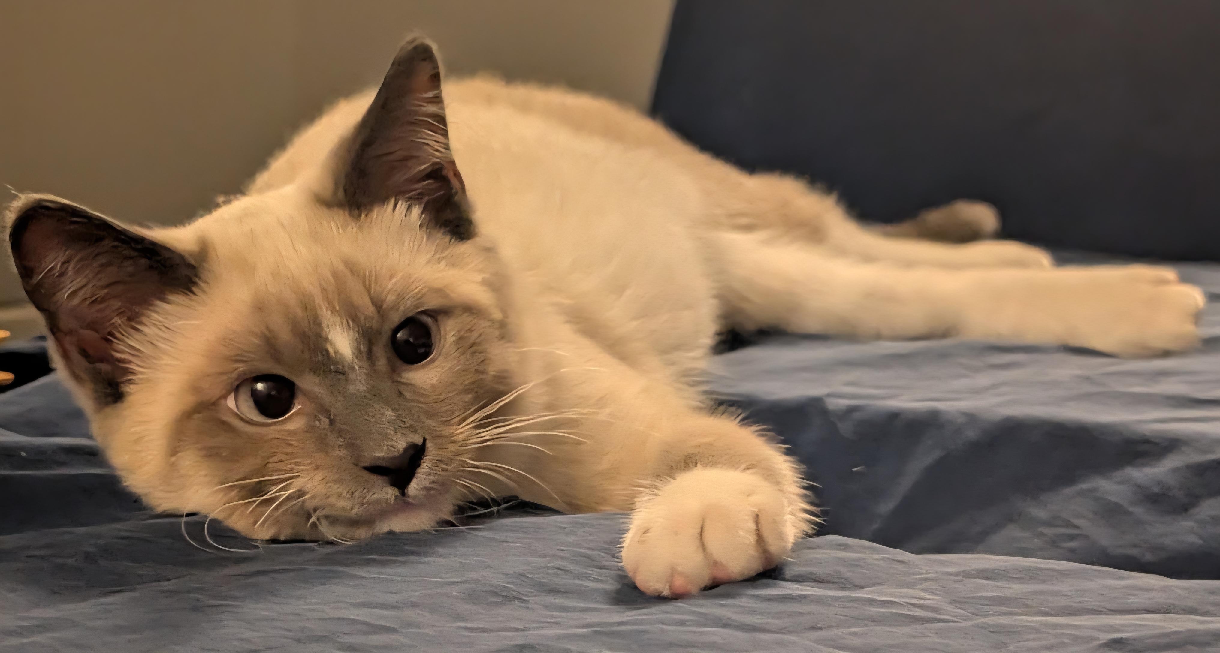 Enlarge Scout, a Adopted Siamese in Blaine, MN image 5/6