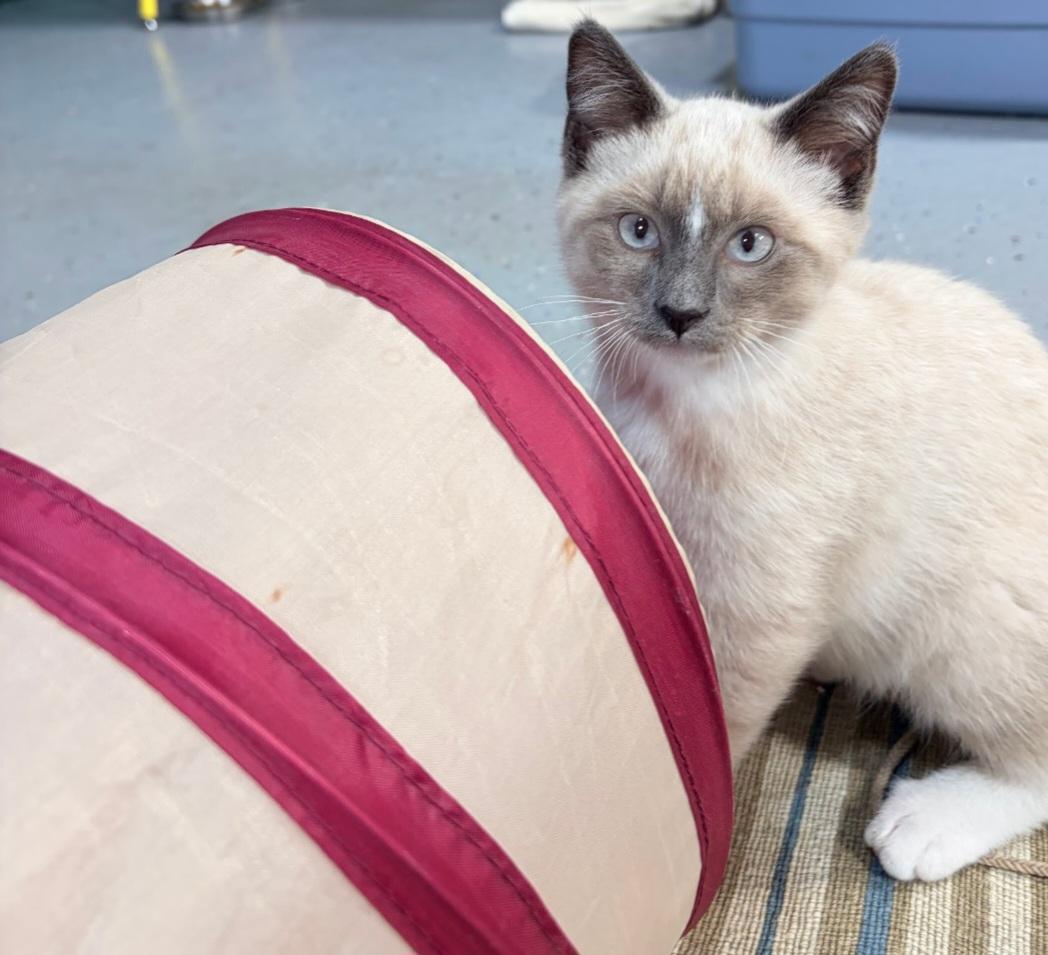 Enlarge Scout, a Adopted Siamese in Blaine, MN image 2/6
