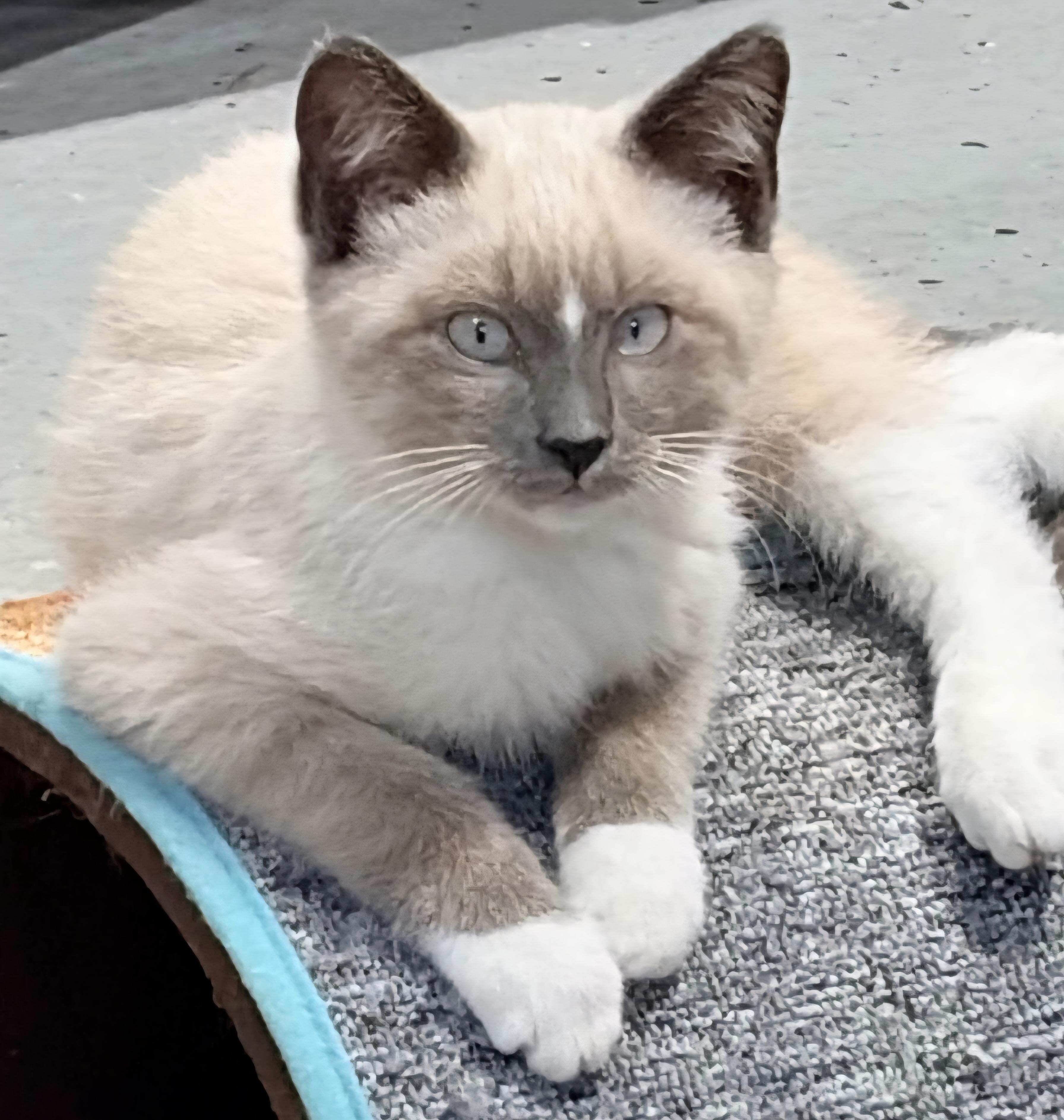 Scout, Adopted, Kitten Female Siamese.