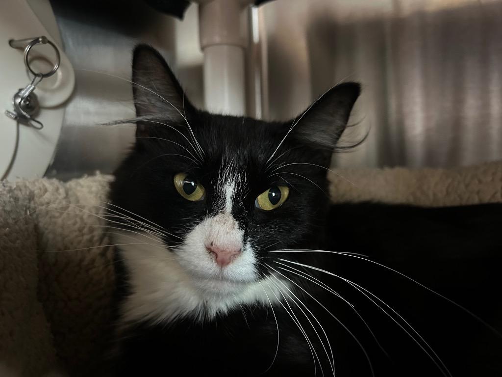 FM0 Podcast Mom / KT Katey, Adoptable, Young Female Domestic Long Hair.