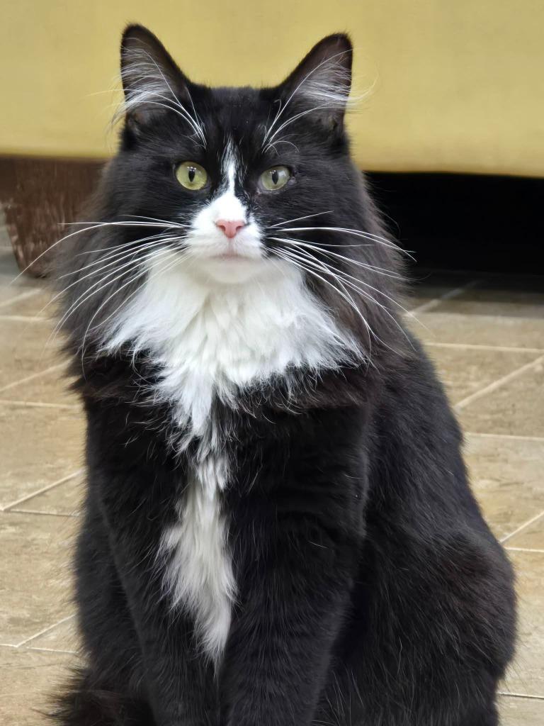 FM0 Podcast Mom / KT Katey, Adoptable, Young Female Domestic Long Hair.