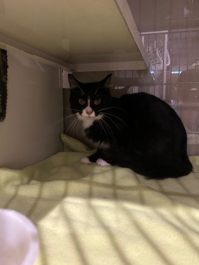 FM0 Podcast Mom / KT Katey, Adoptable, Young Female Domestic Long Hair.