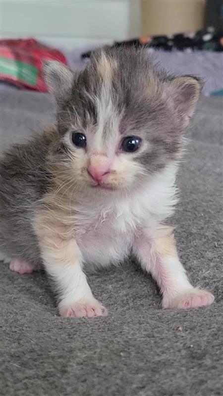 Barbaloot, a Adoptable mixed breed in Fayetteville, AR image 1/3