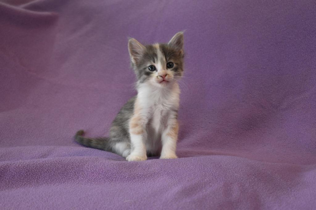 Barbaloot, a Adoptable mixed breed in Fayetteville, AR image 2/3
