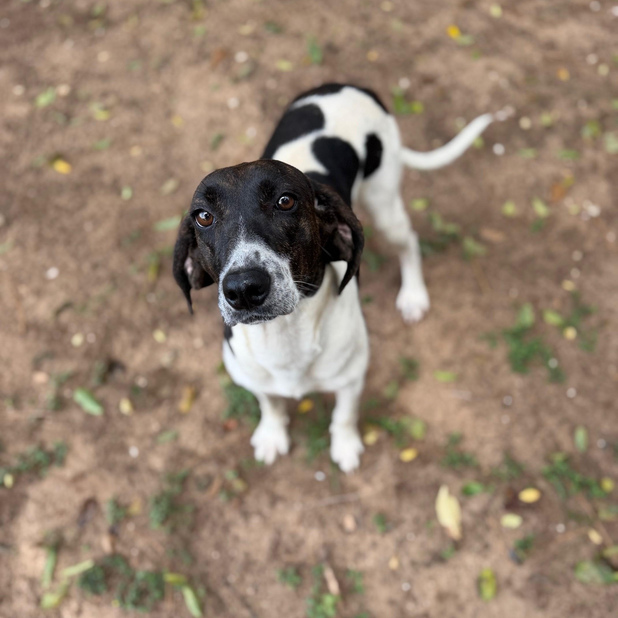 Enlarge Peaches, a ADOPTABLE mixed breed in Summerdale, AL image 1/1