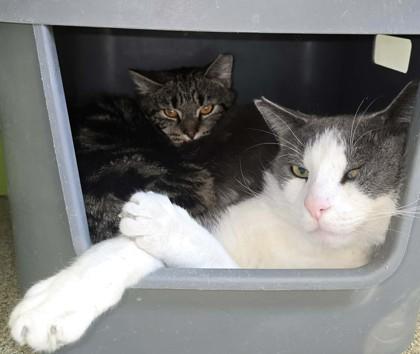 Enlarge Marcus, a Adoptable Domestic Short Hair in Mount Holly, NJ image 1/3