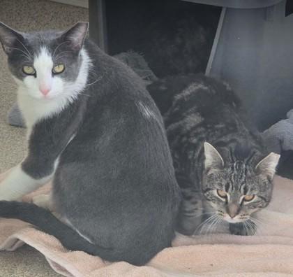 Enlarge Marcus, a Adoptable Domestic Short Hair in Mount Holly, NJ image 2/3