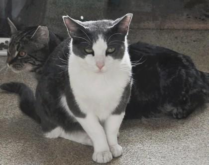 Enlarge Marcus, a Adoptable Domestic Short Hair in Mount Holly, NJ image 3/3