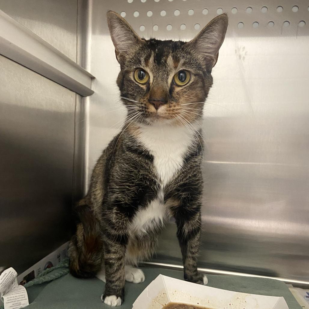 Bella, Adoptable, Young Female Domestic Short Hair.