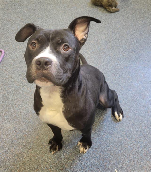 ESTHER, Adoptable, Adult Female Pit Bull Terrier.